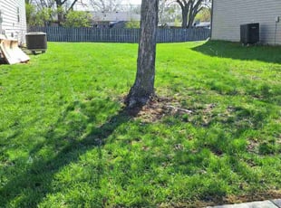Brian O.'s residential landscaping service result