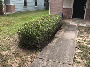 Carol G.'s Bush Trimming service result