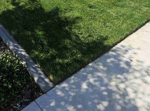 Corrine R.'s lawn care service result