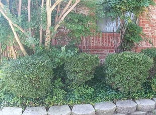 Tamara R.'s Bush Trimming service result