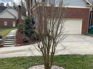 Ryan T.'s Bush Trimming service result