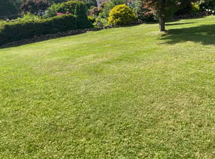 Joshua W.'s lawn maintenance service result