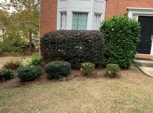 Sergio D.'s Bush Trimming service result