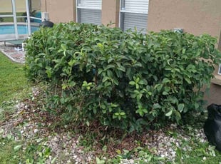 Tre G.'s Bush Trimming service result