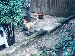 Dreamia S.'s lawn care service result