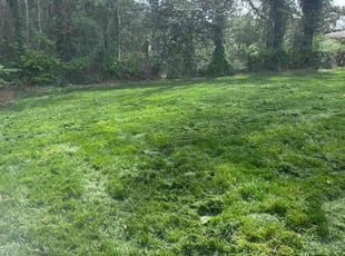 Bill B.'s grass maintenance service result