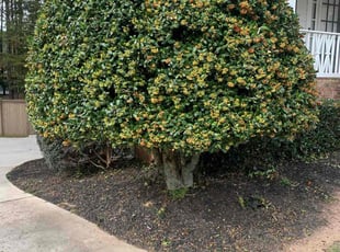 William M.'s Bush Trimming service result