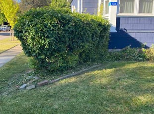 Samuel B.'s Bush Trimming service result