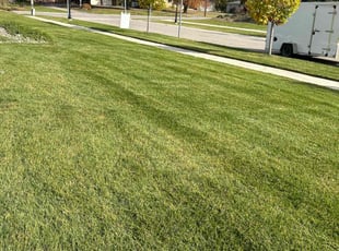 Michelle N H.'s grass cutting service result
