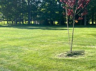 Stephen S.'s lawn care services service result