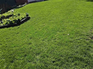 John M.'s turf care service result