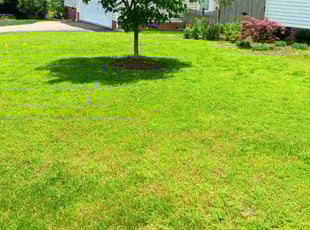 Angela w.'s turf maintenance service result