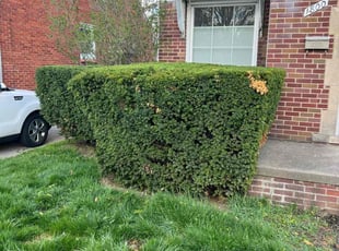George M.'s Bush Trimming service result