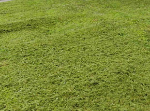 Kimberly M.'s turf maintenance service result