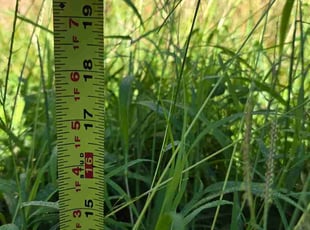 Bradyn P.'s turf maintenance service result