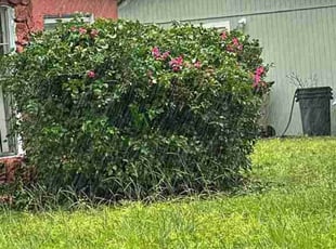 Clinton P.'s Bush Trimming service result
