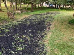 Stephanie S.'s turf care service result