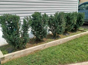 Nick I.'s Bush Trimming service result