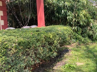 Ulla C.'s Bush Trimming service result