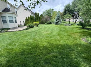 Shawna D.'s grass cutting service result