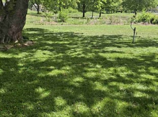 Veronica R.'s lawn care services service result