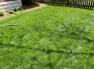 Vijay V.'s grass maintenance service result