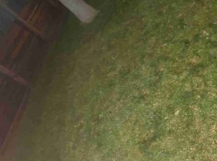 Jennifer B.'s Leaf Removal service result