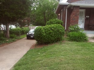 Kelly E.'s Bush Trimming service result