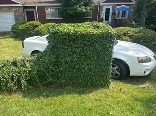 Brandie H.'s Bush Trimming service result