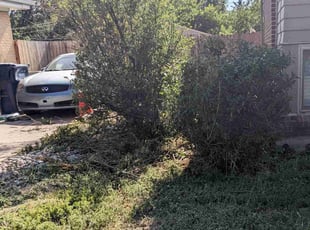 Jing J.'s Bush Trimming service result