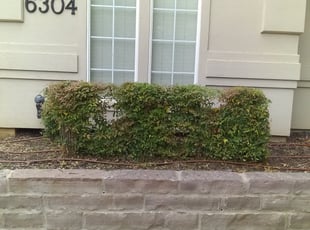 Karen W.'s Bush Trimming service result