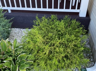 George C.'s Bush Trimming service result