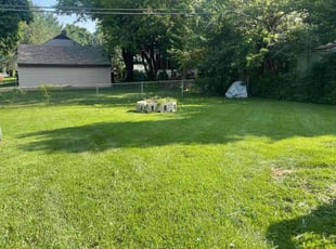 Allison R.'s grass maintenance service result