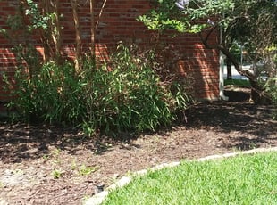 Michael F.'s Bush Trimming service result