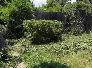 Barbara G.'s Bush Trimming service result