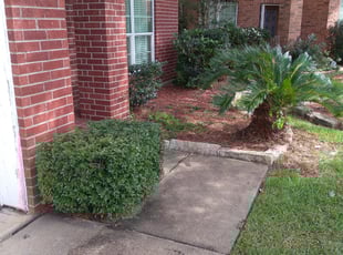 Tammy H.'s Bush Trimming service result
