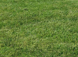 Amie H.'s turf care service result