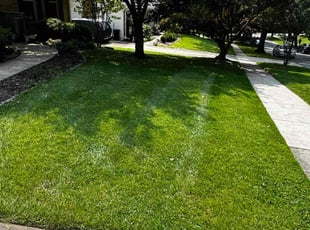 Robert R.'s lawn care service result