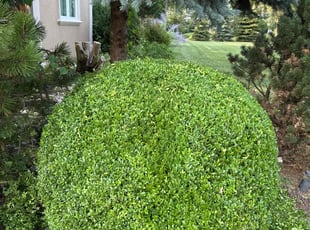 Deleeshus L.'s Bush Trimming service result