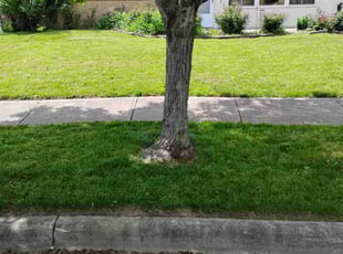 Marcus R.'s lawn maintenance service result
