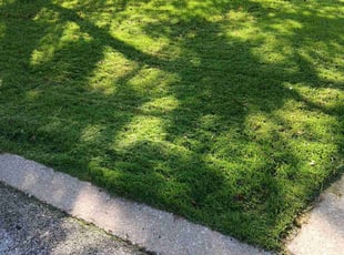 Loniese C.'s turf maintenance service result