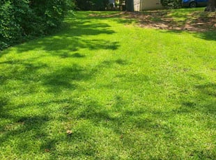 Belinda F.'s turf care service result