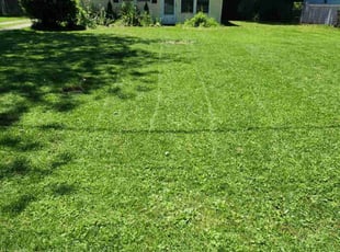 Craig C.'s grass maintenance service result