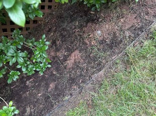 Miramique B.'s grass maintenance service result