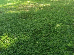 Diane B.'s Bush Trimming service result