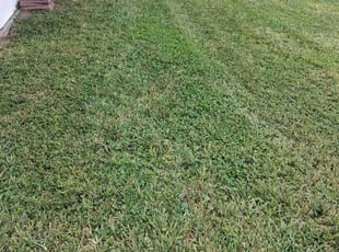 Leo G.'s grass cutting service result