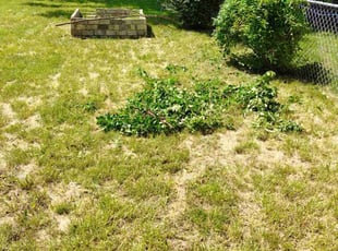 Maurice D.'s Bush Trimming service result