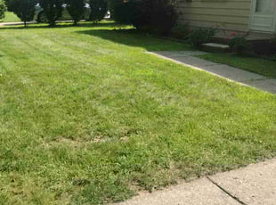 Stephen B.'s lawn service service result