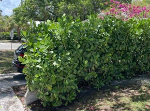 Jeffrey D.'s Bush Trimming service result
