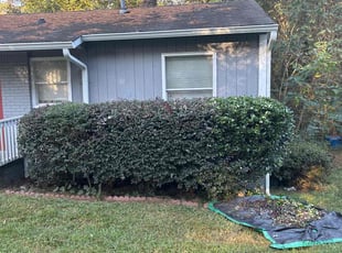 David V.'s Bush Trimming service result
